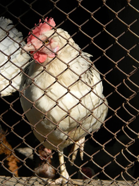 离不开主教 离不开主教